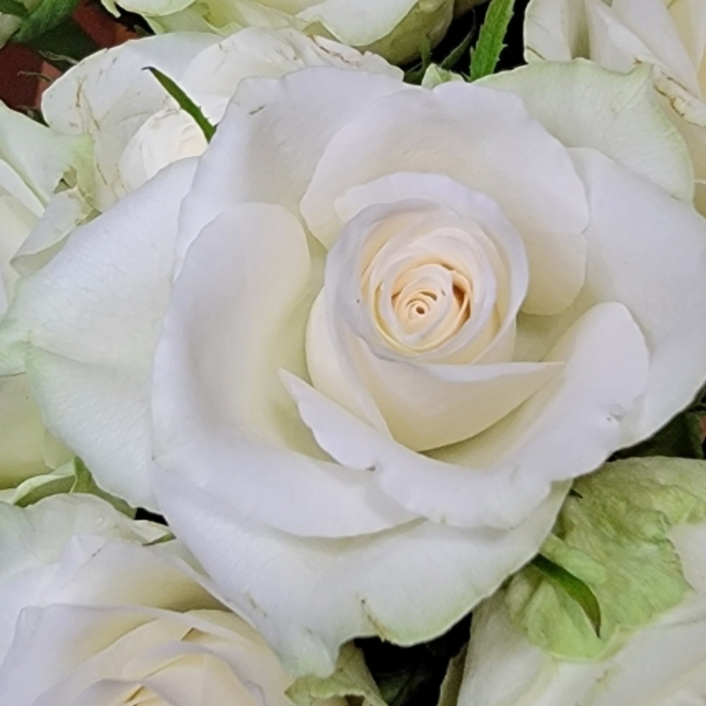 Meet your Posher, Lidiya